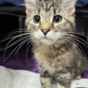 petfinder-finder avatar