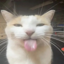 petfindersillies avatar