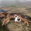 petitbouvreuil avatar