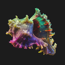 petitconch avatar