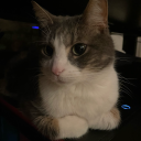 petite-fringale avatar