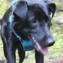 petite-grenouille avatar