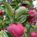 petitepetunias avatar