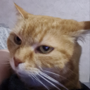 petiteucalyptus avatar