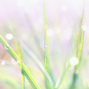 petrichor-blooms avatar