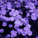 petrichorhett avatar