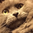 petrichorponds avatar