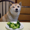 petsbeingtauntedbyvegetables avatar