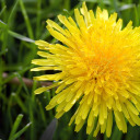 petulant-writer avatar