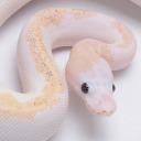 pewpewigotagun avatar