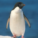 pewterpenguin avatar