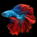 pez-futurista2000 avatar