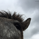 pferdegeschichten avatar