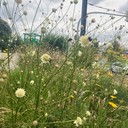 pflanz-und-gut avatar