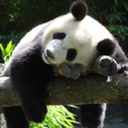 phantastic-panda avatar