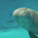 phantomsthought avatar