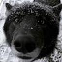 phantomswimmingtimemachine avatar