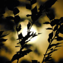 phases-and-dreams avatar