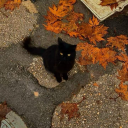 phd-catstealer avatar