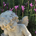 phe-purple-parade avatar