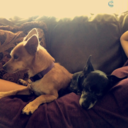 pheonix-at-soul avatar