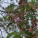 pheonixandthewisteria avatar