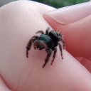 phidippus-audax avatar