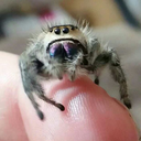 phidippusregius avatar