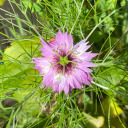 philodendron-princess-3112 avatar