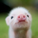 philosophy-of-everything avatar