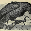 phlora-phauna avatar