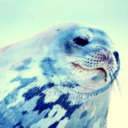 phocidae-blog avatar