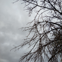 phoebes-last-braincell avatar