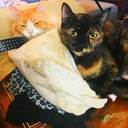 phoenixandhypatia avatar