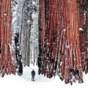 phoenixsketches avatar