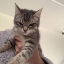 phoenixswhytock avatar