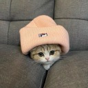 phoenixthecat avatar