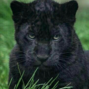 phosenpanther avatar