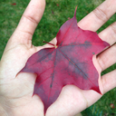 phospho-rescentt avatar