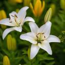 phosphorus-12 avatar