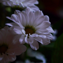 photofreak-1267 avatar