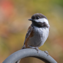 photogdenography avatar