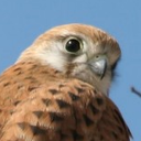 photogenic-falcon avatar