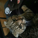 photographolia-blog avatar