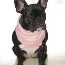 photos-shootings avatar