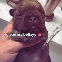 pibble-offical avatar