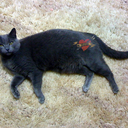 pica-blog1-blog avatar