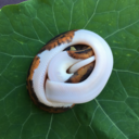 picassotheballpython avatar