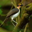 picathartidae avatar