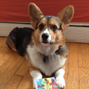 picathecorgi avatar